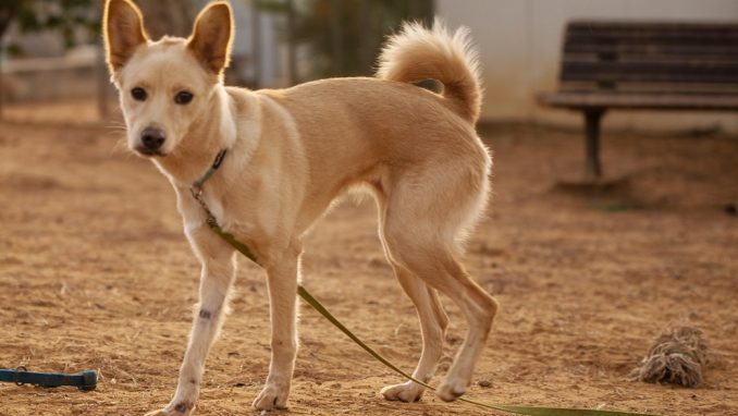 לינה - כלבה לאימוץ - אגודת צער בעלי חיים בישראל