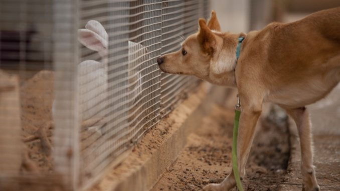לינה - כלבה לאימוץ - אגודת צער בעלי חיים בישראל