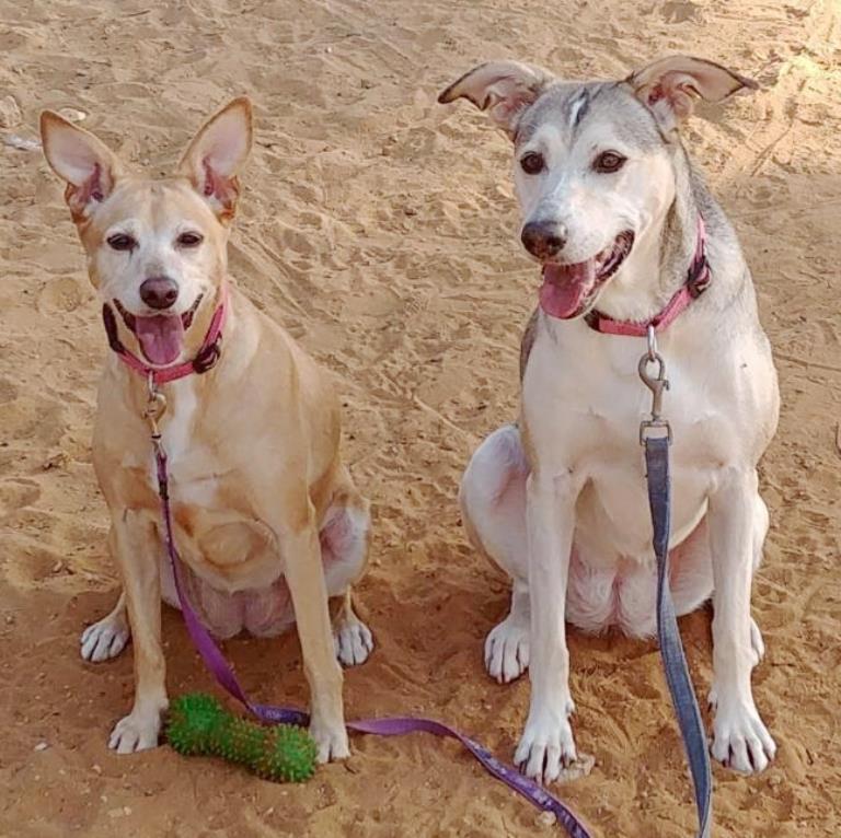 מרגו ומוניק - כלבות לאימוץ - אגודת צער בעליחיים בישראל