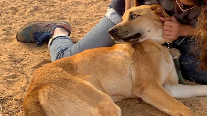 סקאי - כלב לאימוץ - אגודת צער בעלי חיים בישראל