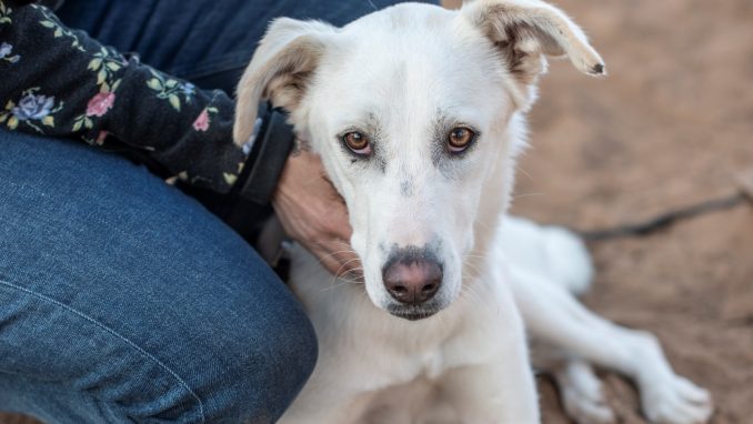 פינקי - כלבה לאימוץ - אגודת צער בעלי חיים בישראל - צילום: מורן רוחיתה