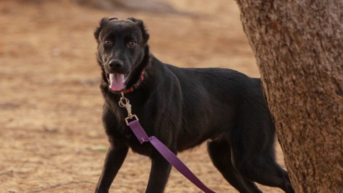 פלוקי - כלב לאימוץ - אגודת צער בעלי חיים בישראל