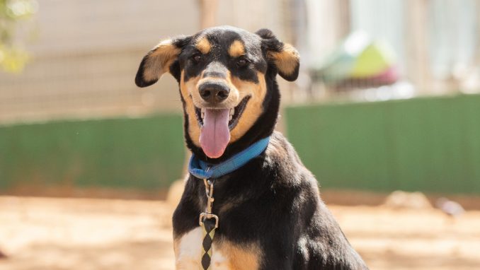 רייקו - כלב לאימוץ - אגודת צער בעלי חיים בישראל - צילום: מאיה סיני