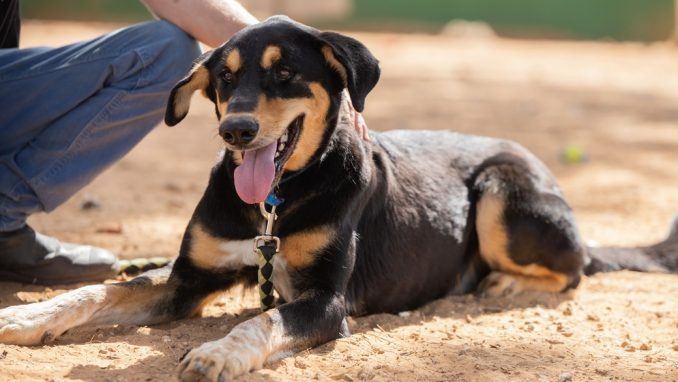 רייקו - כלב לאימוץ - אגודת צער בעלי חיים בישראל - צילום: מאיה סיני