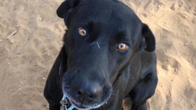 שחורי - כלב לאימוץ - אגודת צער בעלי חיים בישראל