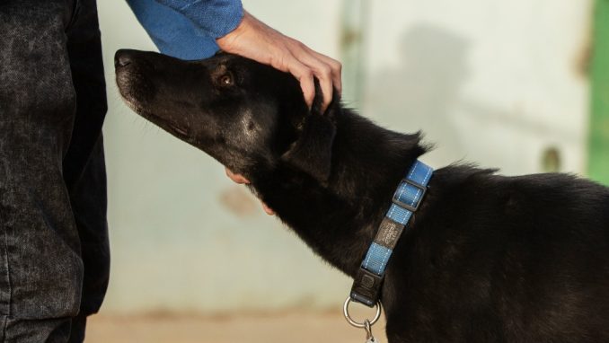 שנדי - כלבה לאימוץ - אגודת צער בעלי חיים בישראל
