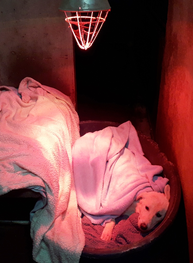 הכלבה הצעירה שחולצה משכונת גילה בתא מחומם באגודה