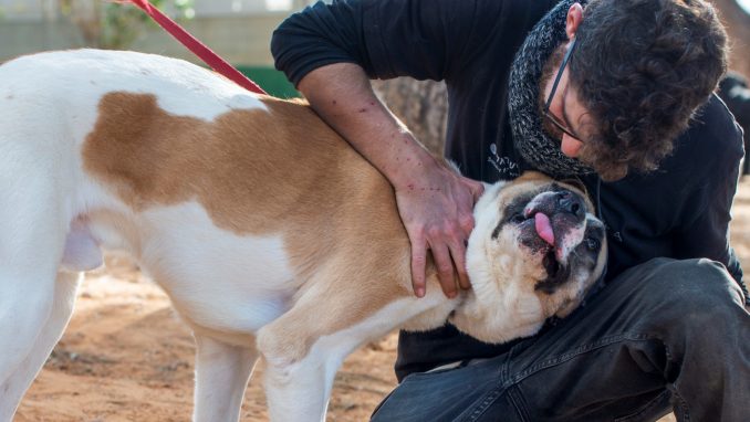 סאנג'י - כלב לאימוץ - אגודת צער בעלי חיים בישראל