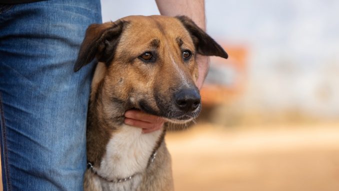 גולדי - כלב לאימוץ - אגודת צער בעלי חיים בישראל - צילום: מאיה סיני