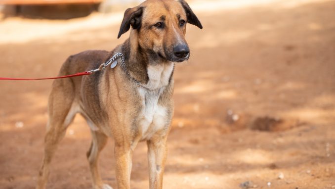 גולדי - כלב לאימוץ - אגודת צער בעלי חיים בישראל - צילום: מאיה סיני