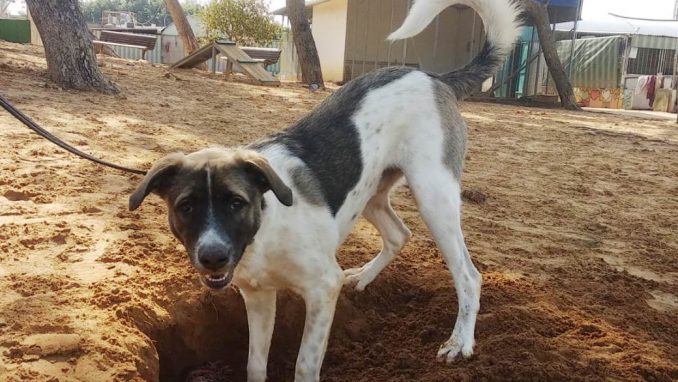 צ'יף - כלב לאימוץ - אגודת צער בעלי חיים בישראל