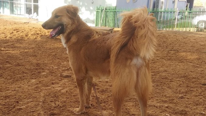 טופי - כלב לאימוץ - אגודת צער בעלי חיים בישראל