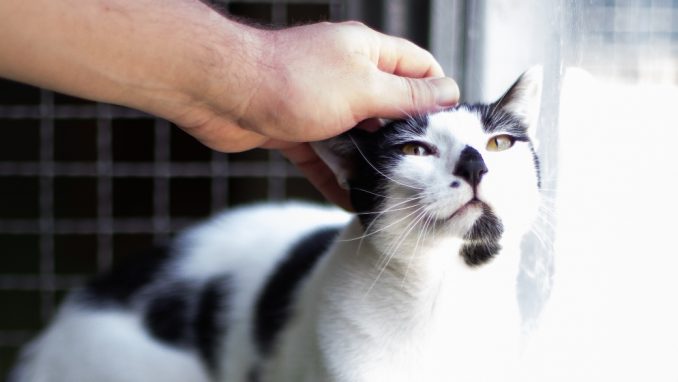 מורזיק - חתול לאימוץ - אגודת צער בעלי חיים בישראל - צילום: מאיה סיני