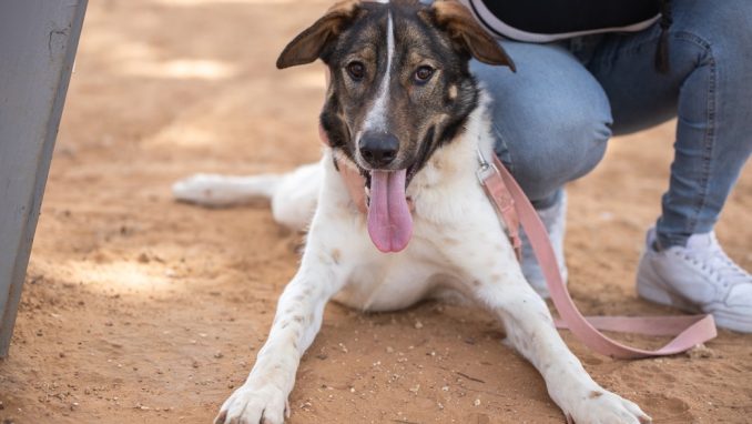 סקוטי - כלב לאימוץ - אגודת צער בעלי חיים בישראל - צילום: מאיה סיני
