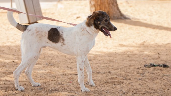 סקוטי - כלב לאימוץ - אגודת צער בעלי חיים בישראל - צילום: מאיה סיני