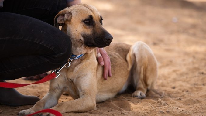 שושה - כלבה לאימוץ - אגודת צער בעלי חיים בישראל - צילום: מאיה סיני