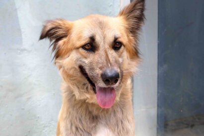 טופי - כלבה לאימוץ – אגודת צער בעלי חיים בישראל