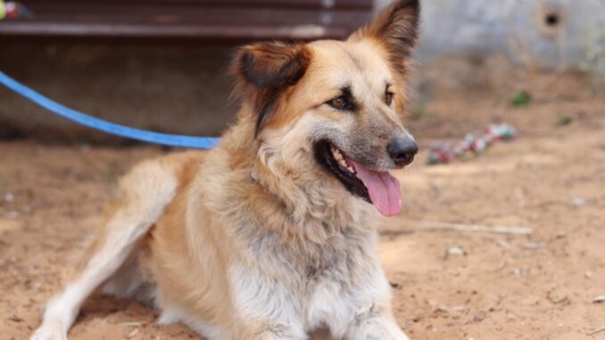 טופי - כלבה לאימוץ - אגודת צער בעלי חיים בישראל - צילום: מטיאס פליו