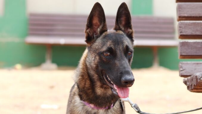 ניקיטה - כלבה לאימוץ - אגודת צער בעלי חיים בישראל - צילום: מטיאס פליו