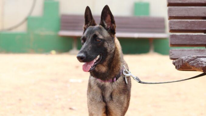 ניקיטה - כלבה לאימוץ - אגודת צער בעלי חיים בישראל - צילום: מטיאס פליו