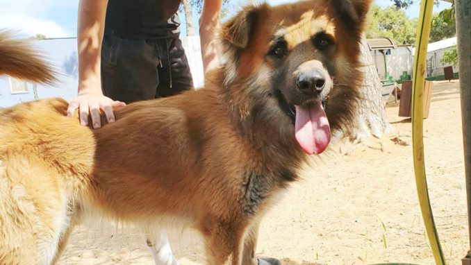 אריה – כלב לאימוץ - אגודת צער בעלי חיים בישראל