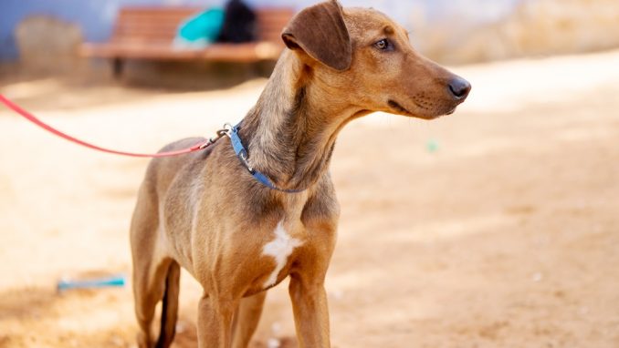 ג'וניור - כלב לאימוץ - אגודת צער בעלי חיים בישראל - צילום: מאיה סיני