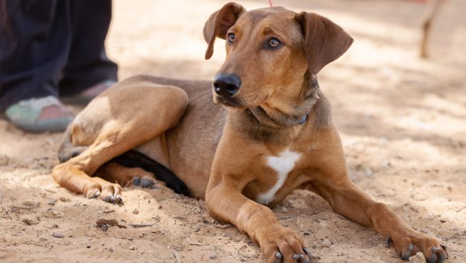 ג'וניור - כלב לאימוץ - אגודת צער בעלי חיים בישראל - צילום: מאיה סיני