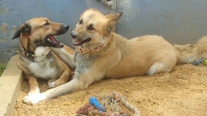 טופי גולדי - כלב לאימוץ - אגודת צער בעלי חיים בישראל
