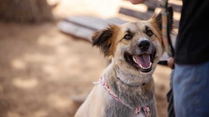 טופי - כלבה לאימוץ - אגודת צער בעלי חיים בישראל - צילום: מאיה סיני
