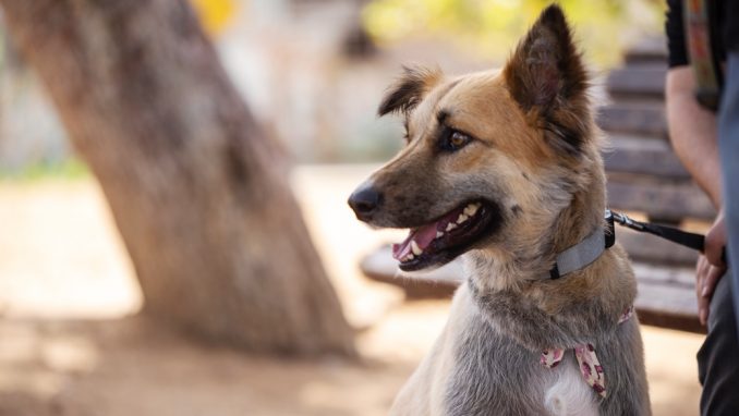 טופי - כלבה לאימוץ - אגודת צער בעלי חיים בישראל - צילום: מאיה סיני