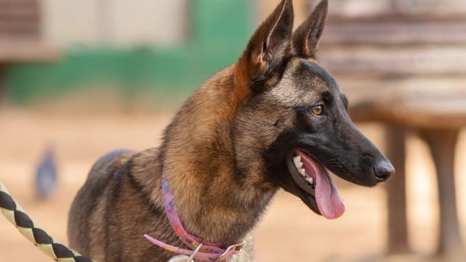ניקיטה - כלבה לאימוץ - אגודת צער בעלי חיים בישראל - צילום: מאיה סיני