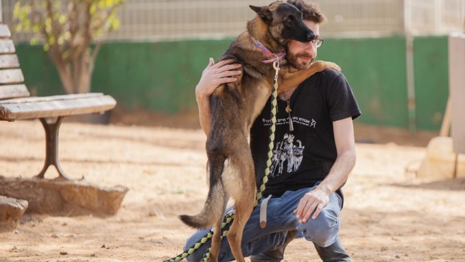 ניקיטה - כלבה לאימוץ - אגודת צער בעלי חיים בישראל - צילום: מאיה סיני