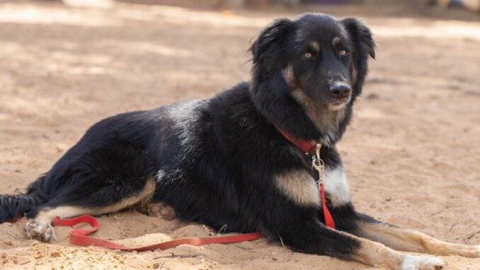 קסם – כלב לאימוץ - אגודת צער בעלי חיים בישראל - צילום מאיה סיני