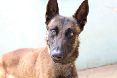 בוץ' - כלב לאימוץ