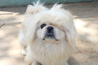 ג'רי - כלב לאימוץ - אגודת צער בעלי חיים בישראל