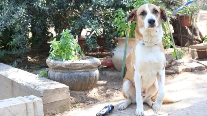 ג'רי - כלב לאימוץ - אגודת צער בעלי חיים בישראל