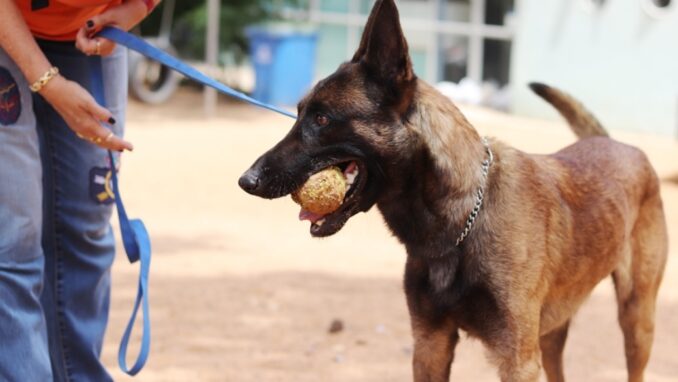 בוץ' - כלב לאימוץ - אגודת צער בעלי חיים בישראל - צילום: מטיאס פליו