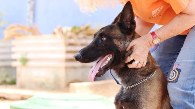 בוץ' - כלב לאימוץ - אגודת צער בעלי חיים בישראל - צילום: מטיאס פליו