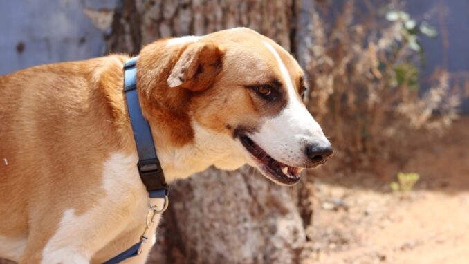 ג'רי - כלב לאימוץ - אגודת צער בעלי חיים בישראל - צילום: מטיאס פליו
