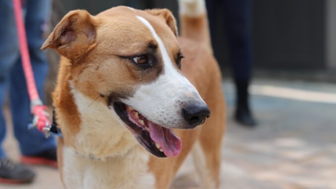 ג'רי - כלב לאימוץ - אגודת צער בעלי חיים בישראל - צילום: מטיאס פליו