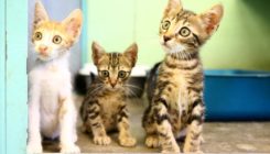 חתולי רחוב - 10 עובדות על עונת ההמלטות - אגודת צער בעלי חיים בישראל