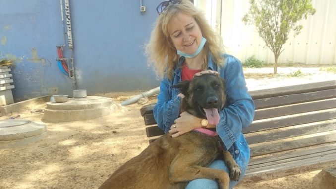 בוץ' - כלב לאימוץ - אגודת צער בעלי חיים בישראל