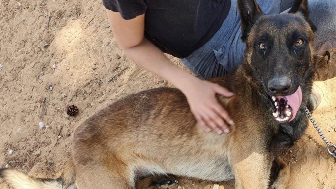 בוץ' - כלב לאימוץ - אגודת צער בעלי חיים בישראל