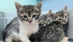 גורי חתולים - אגודת צער בעלי חיים בישראל - עיקור וסירוס במרפאה הווטרינרית
