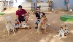 שבעה כלבים מבאר שבע נקלטו באגודה - אגודת צער בעלי חיים בישראל