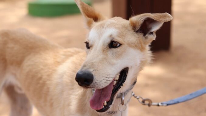 פאצ'ו – כלב לאימוץ - אגודת צער בעלי חיים בישראל - צילום: מטיאס פליו