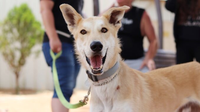 פאצ'ו – כלב לאימוץ - אגודת צער בעלי חיים בישראל - צילום: מטיאס פליו