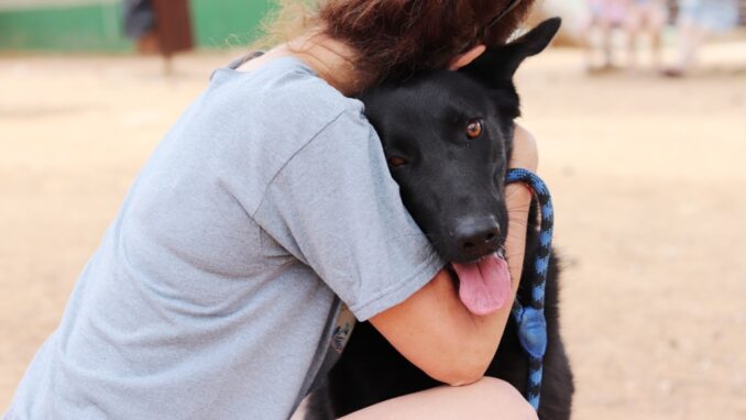 בן – כלב לאימוץ - אגודת צער בעלי חיים בישראל - צילום: מטיאס פליו
