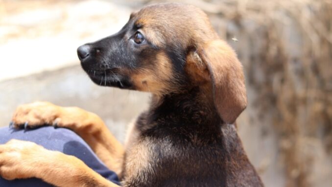 קארין - כלבה לאימוץ - אגודת צער בעלי חיים בישראל - צילום: מטיאס פליו
