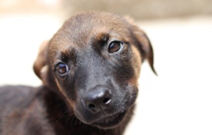 קארין - כלבה לאימוץ - אגודת צער בעלי חיים בישראל - צילום: מטיאס פליו